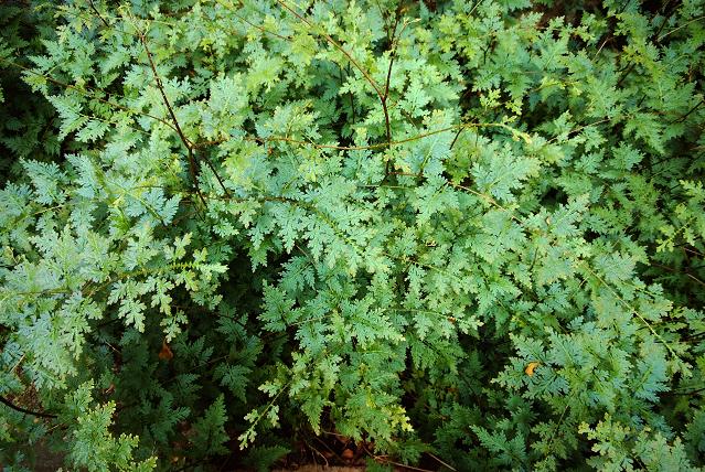 Selaginella wildenowii yau hue